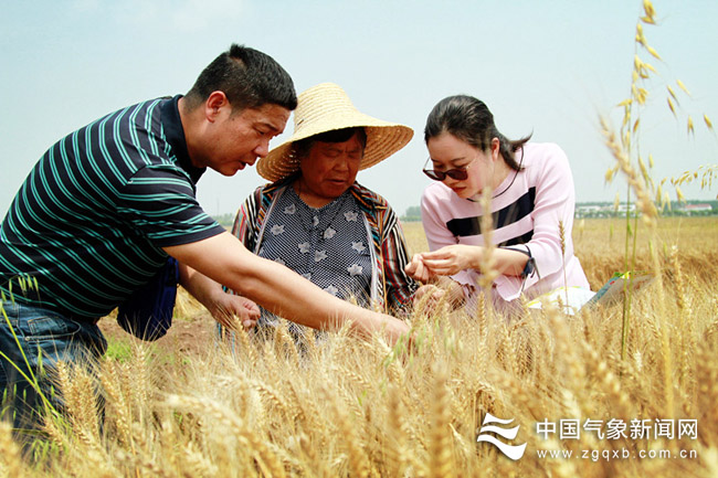 2024年全国夏收夏种气象服务启动