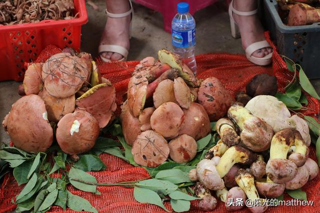 云南野生菌大量上市