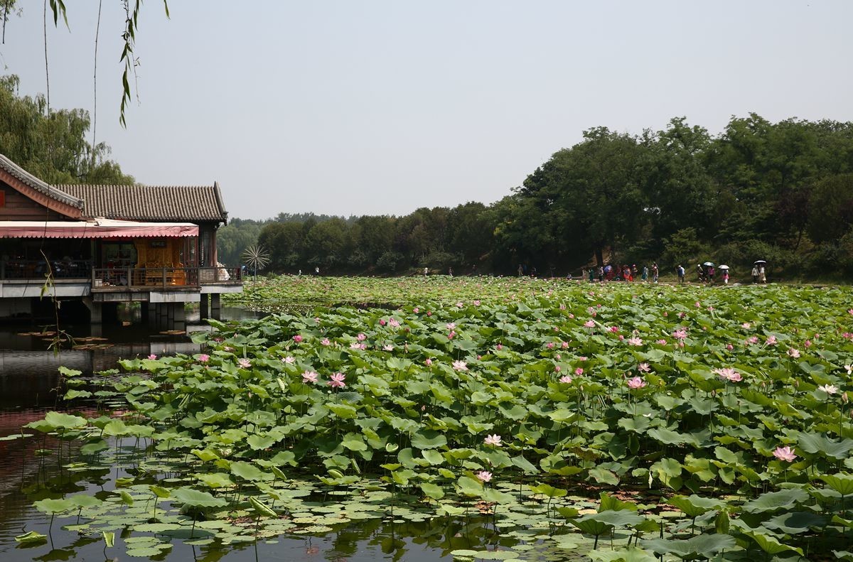 圆明园第二十九届荷花节开幕