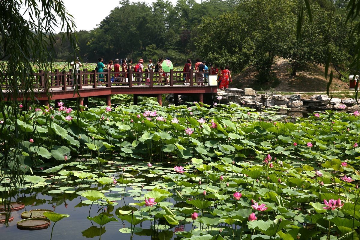 圆明园第二十九届荷花节开幕