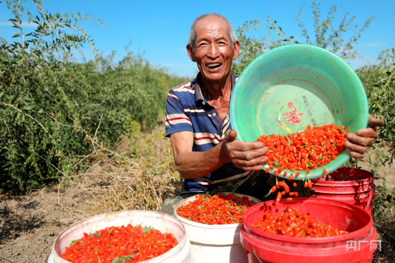 小小枸杞让中国西北荒漠“披绿生金”