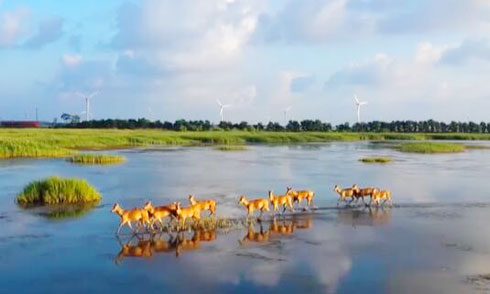 栖息环境不断优化 我国珍贵、濒危野生动物种群稳定增长