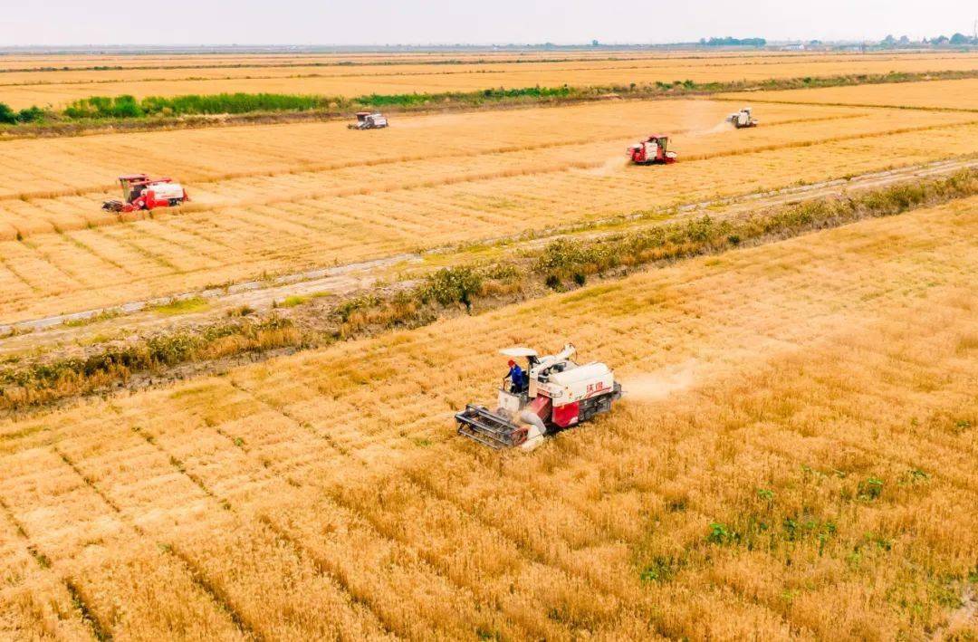 总产量2995.6亿斤，增长2.5%—— 2024年全国夏粮获得丰收
