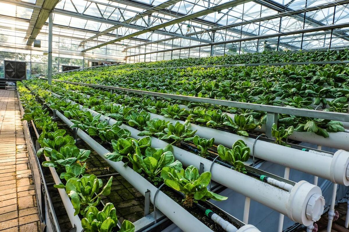 “云认养”兴起，消费者热衷当线上农场主