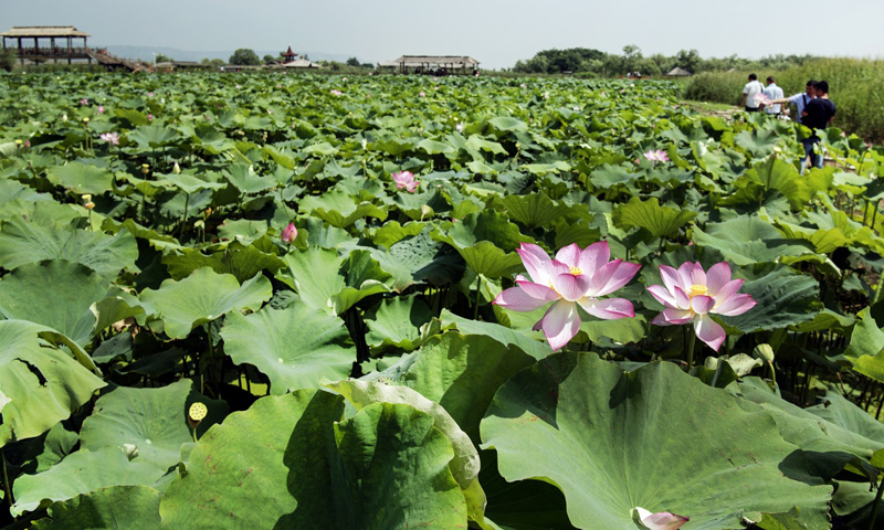 甘肃庆阳： 黄土高坡遇荷花，莲开夏日香四溢