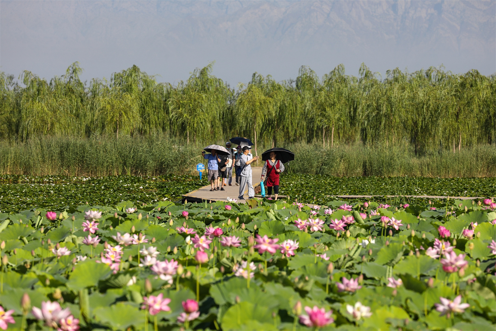 甘肃庆阳： 黄土高坡遇荷花，莲开夏日香四溢