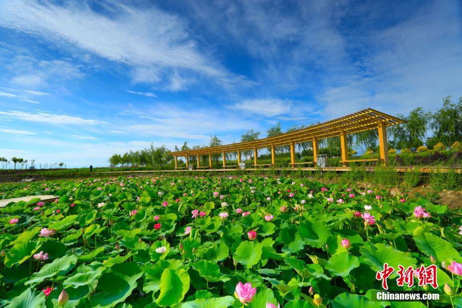 甘肃庆阳： 黄土高坡遇荷花，莲开夏日香四溢