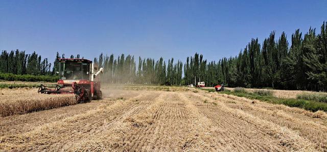 新疆夏粮实现丰产 小麦单产“六连增”