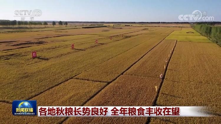 农业农村部：抓好防灾减灾 夺取秋粮丰收