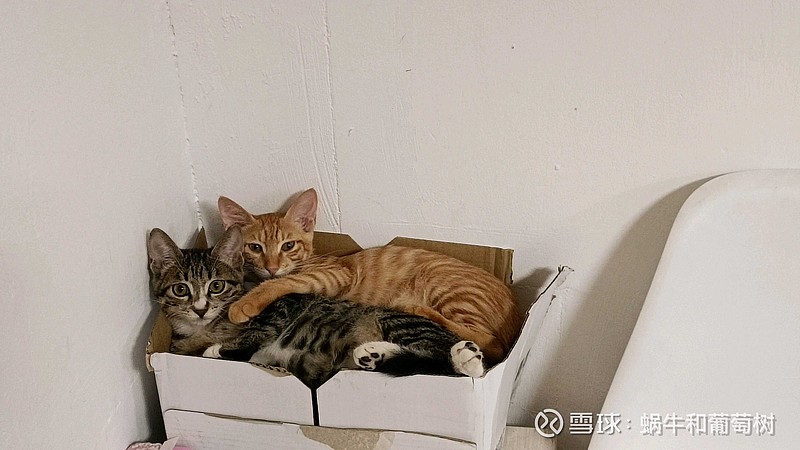 如果踏空,还能买什么?