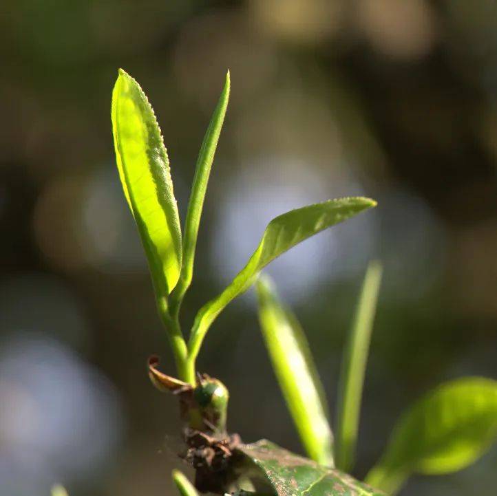 自带餐具外出就餐，买卖二手商品，偏好绿色出行方式 更多“Z世代”愿为绿色生活买单