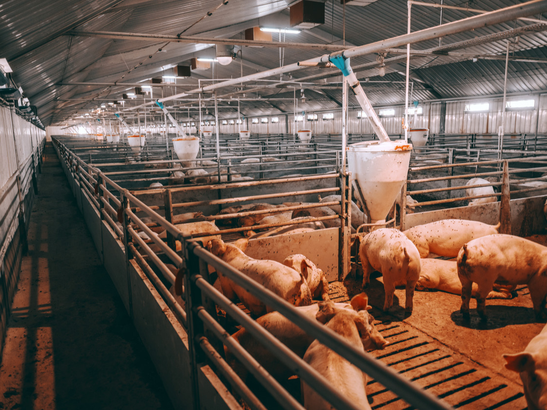 猪价“跌跌不休”，生猪养殖业陷入全面亏损，畜牧养殖ETF（516670）近7个交易日获资金连续净流入近1.5亿元